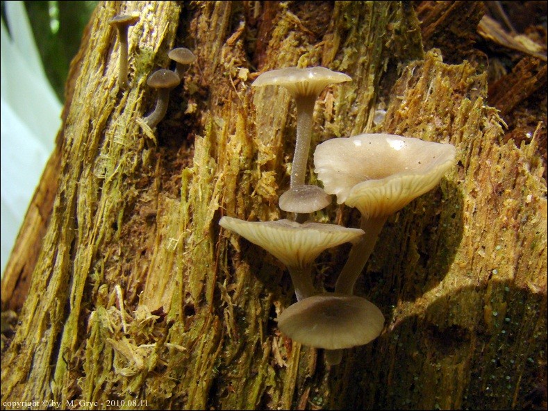 mokronóżka brązowoostrzowa - zdjęcie główne