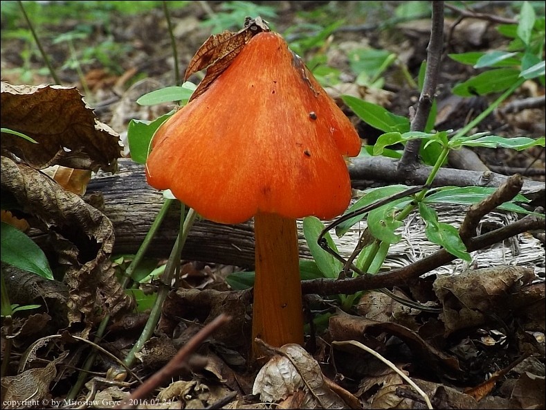 wilgotnica czerniejąca - zdjęcie główne