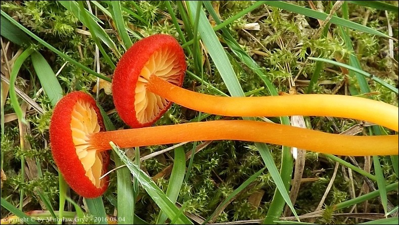 wilgotnica torfowiskowa - zdjęcie główne