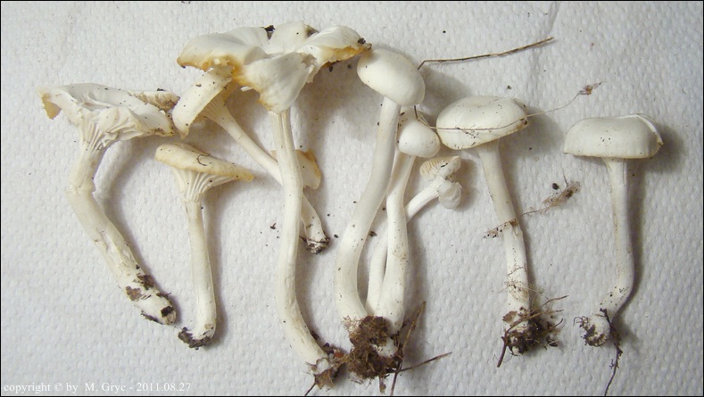 wilgotnica śnieżna - zdjęcie główne