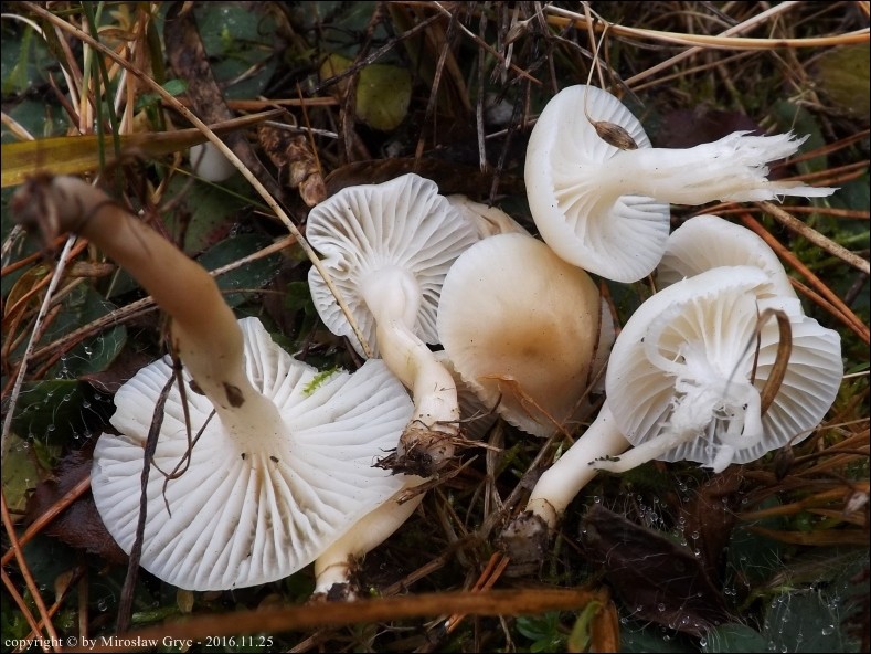 wilgotnica śnieżna - zdjęcie główne