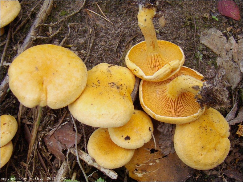 lisówka pomarańczowa - zdjęcie główne