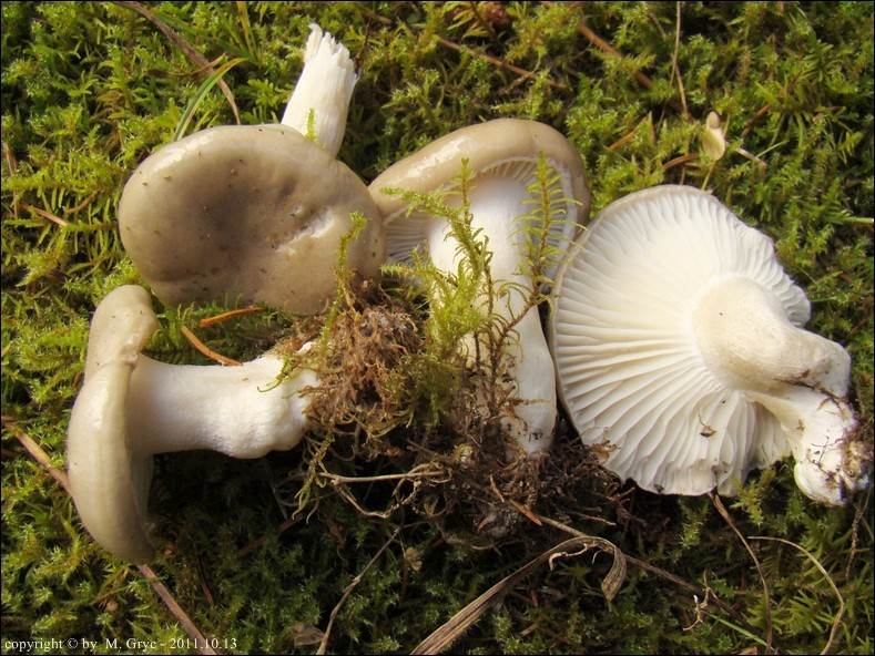 wodnicha pachnąca - zdjęcie główne