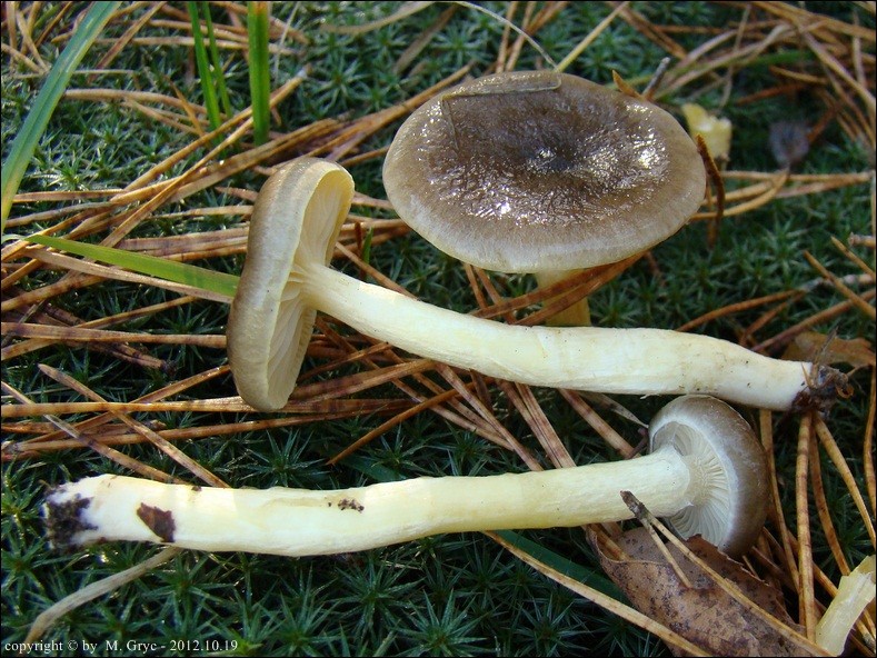 wodnicha późna - zdjęcie główne