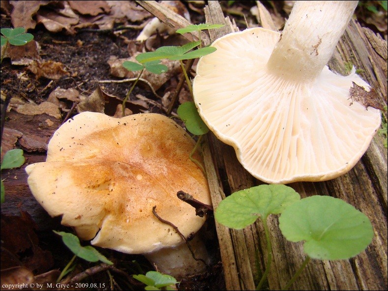 wodnicha gajowa - zdjęcie główne