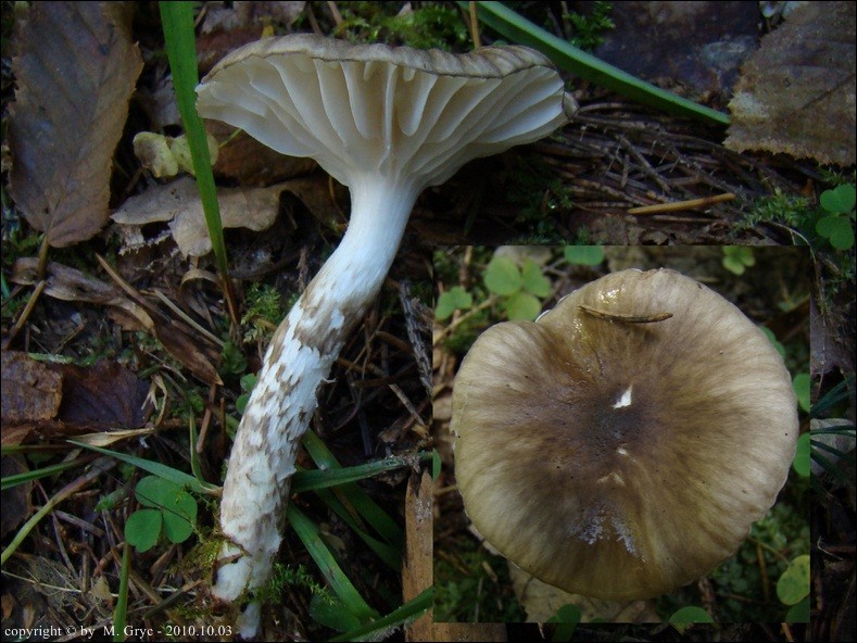 wodnicha oliwkowobiała - zdjęcie główne