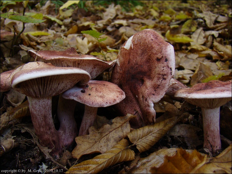 wodnicha gołąbkowa - zdjęcie główne