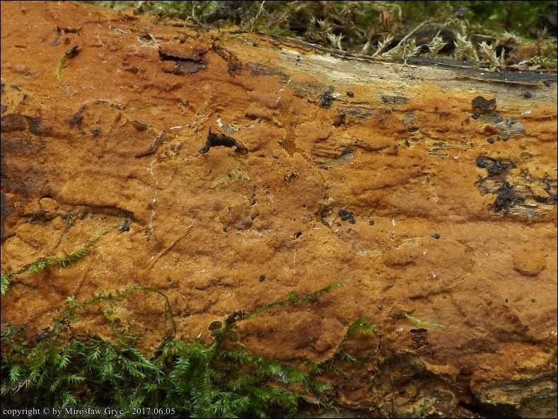 szczeciniak cynamonowy - zdjęcie główne