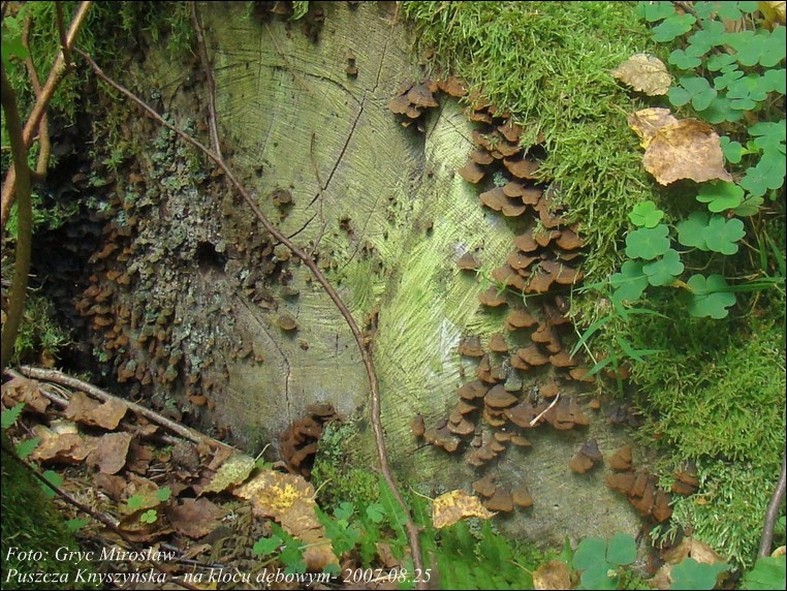 szczeciniak rdzawy - zdjęcie główne