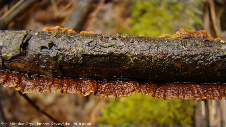 szczeciniak żółtobrzegi - zdjęcie główne