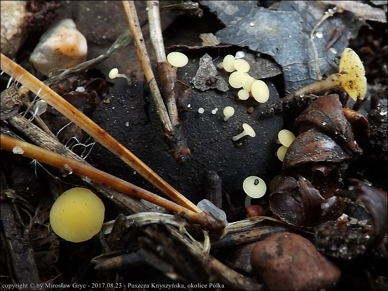 pucharek owocowy - zdjęcie główne