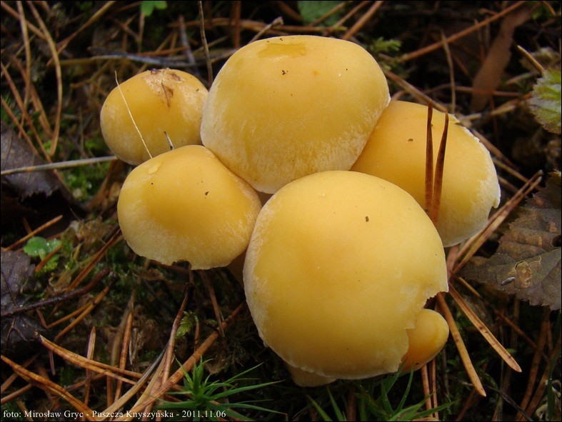 maślanka łagodna - zdjęcie główne