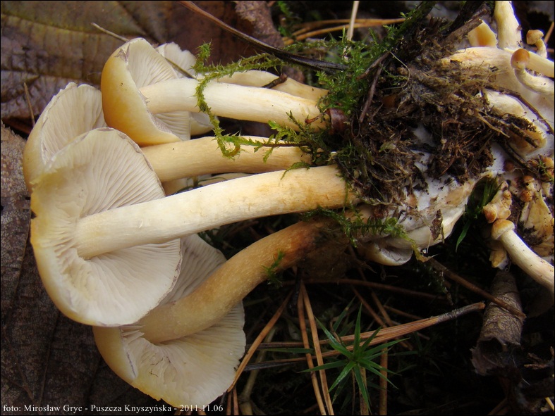 maślanka łagodna - zdjęcie główne