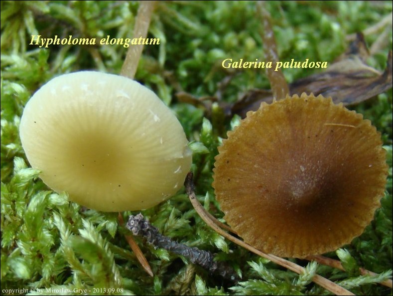 łysiczka torfowiskowa - zdjęcie główne