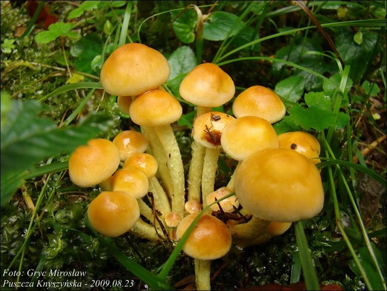 maślanka trująca - zdjęcie główne