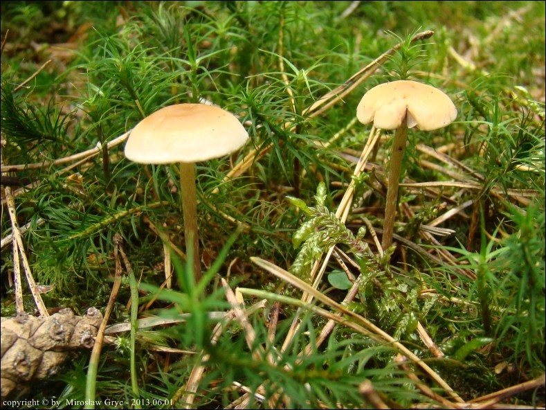 łysiczka płonnikowa - zdjęcie główne