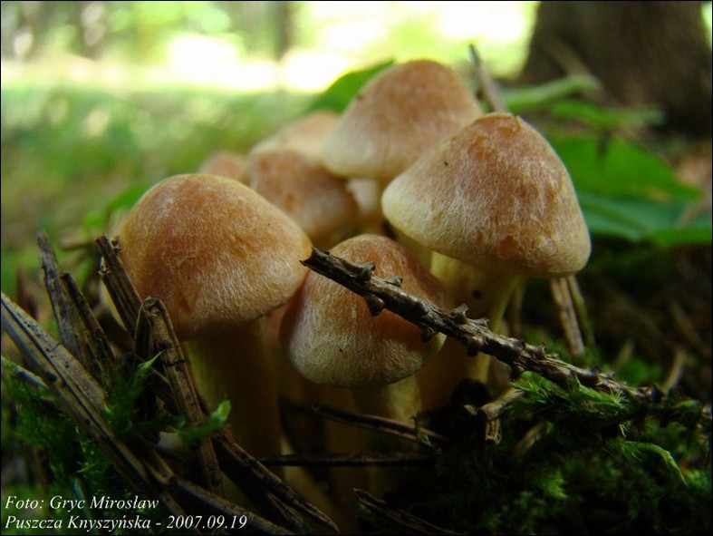łysiczka ceglasta - zdjęcie główne