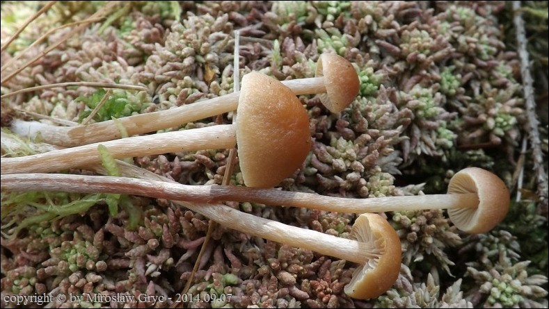 łysiczka bagienna - zdjęcie główne