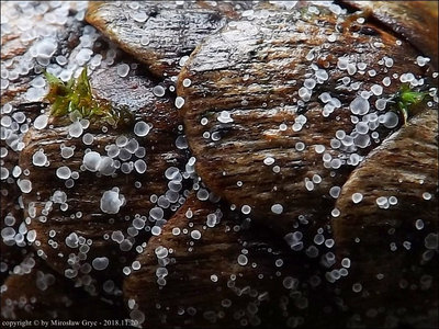 Hamatocanthoscypha laricionis