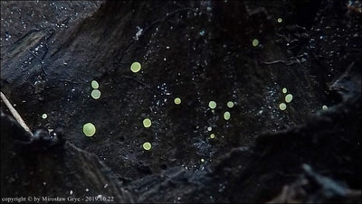 Hamatocanthoscypha uncipila