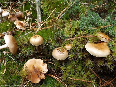 Hebeloma cylindrosporum