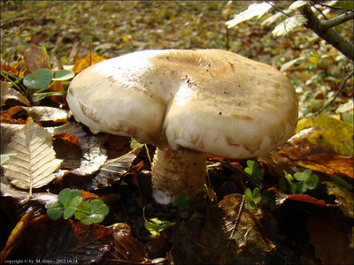 Hebeloma radicosum