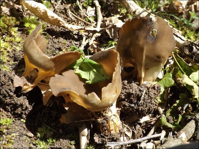 Helvella acetabulum