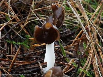 Helvella albella