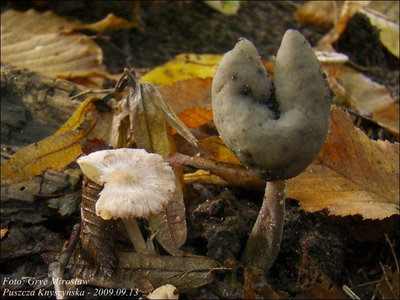 Helvella atra