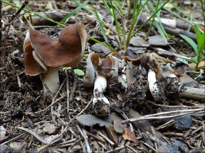 Helvella cf. compressa