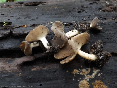 Helvella cupuliformis