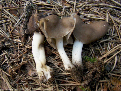 Helvella elastica