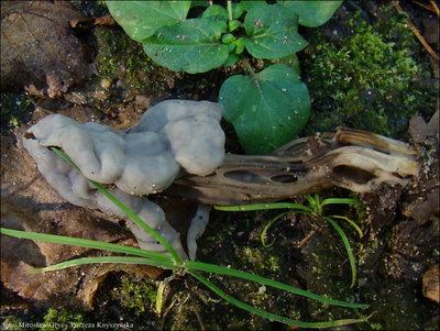 Helvella lacunosa