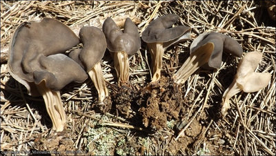H. lacunosa var. sulcata