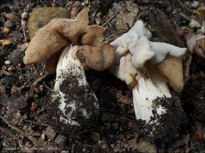 Helvella leucophaea
