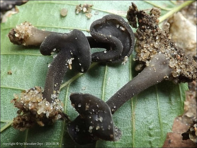 Helvella macrosperma