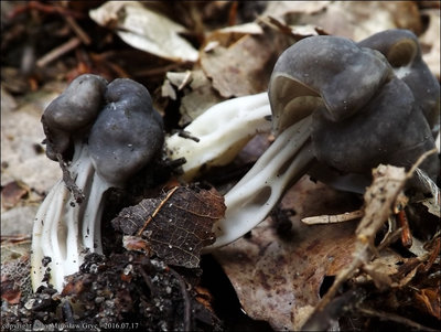 Helvella phlebophora