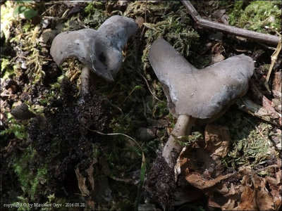 Helvella pulla