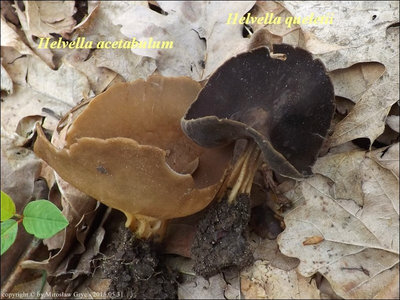 Helvella