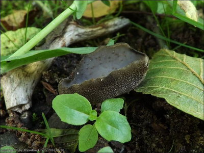 Helvella villosa