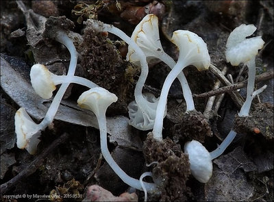 Hemimycena ignobilis