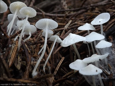 Hemimycena lactea