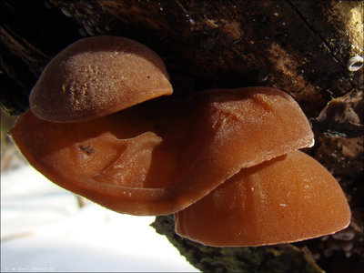 Auricularia