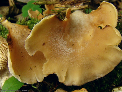 Hohenbuehelia abietina