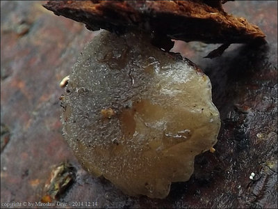 Hohenbuehelia atrocoerulea