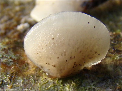 Hohenbuehelia fluxilis