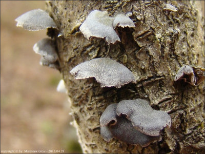 Hohenbuehelia unguicularis