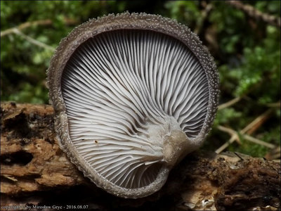 Hohenbuehelia valesiaca