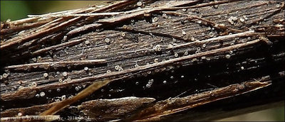 Hyalopeziza millepunctata