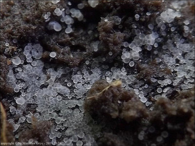 Hyaloscypha albohyalina